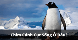 2-chim-canh-cut-song-o-dau
