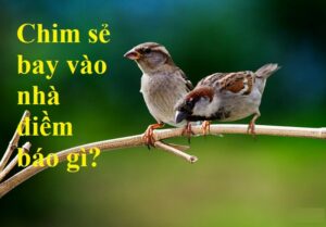 Chim-se-bay-vao-nha-la-diem-gi